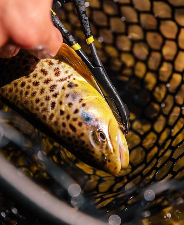 Rogue Hook Removal Forceps 3 Rogue Hook Removal Forceps - Image 3